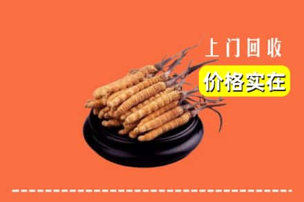 玉山县回收冬虫夏草